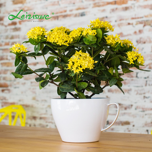 Leizisure Deskpot <span class=keywords><strong>de</strong></span> taza <span class=keywords><strong>de</strong></span> café <span class=keywords><strong>de</strong></span> plástico forma <span class=keywords><strong>de</strong></span> flor olla taza suculenta planta crecer Gran taza <span class=keywords><strong>de</strong></span> té plantador - Product Image 3