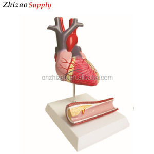 Corazón humano adjuntar arteria vas sangre nave modelo de anatomía - Product Image 1