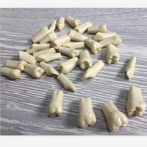 Standaard Maat Educatief Dental Anatomie Typodont <span class=keywords><strong>Model</strong></span> Met 28 Verwisselbare Tanden - Product Image 4