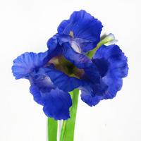 Fleur d'iris artificielle bleue de 36 pouces, fleur de jardin bleue, fabrication de fleurs bleues
