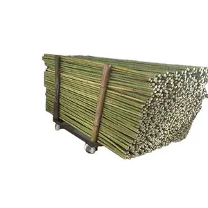 Tarım bambu ham Bambou direkleri kreş dikim