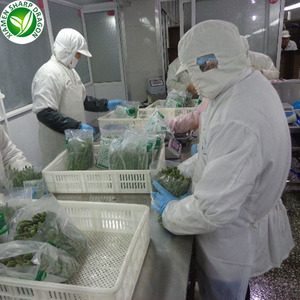 Venta al por mayor a granel IQF congelados espárragos para venta - Product Image 6