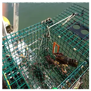 Istakoz tuzağı yengeç balık tuzak pvc kaplı sıcak daldırma galvanizli kaynaklı tel örgü
