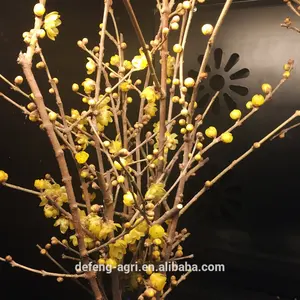 New year fresh cut branches plume blossom for home decoration