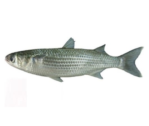 F102 Alta qualidade Venda quente 500G + Eviscerado Cinza Congelado Mullet Fish - Product Image 1