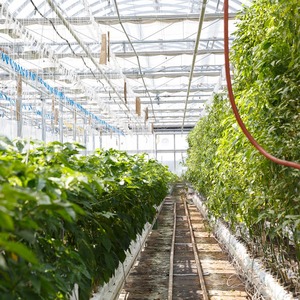 Hệ Thống Trồng Thủy Canh Kiểu Đứng Nhà Kính - Product Image 5