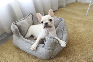 <span class=keywords><strong>Amazon</strong></span> Venta caliente al por mayor lavable suave cama del perro cama de espuma de memoria cama del perro de lujo suave - Product Image 5