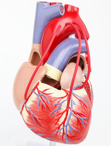 GelsonLab HSBM-212 a grandezza naturale 2 parti di Modello Umano Del Cuore Medico delle materie plastiche modelli di cuore modello Umano Del Cuore con I vasi sanguigni - Product Image 5
