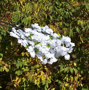 Artificiale di Ciliegio <span class=keywords><strong>Giapponese</strong></span> <span class=keywords><strong>Fiore</strong></span> di fiori Per La decorazione di nozze - Product Image 6