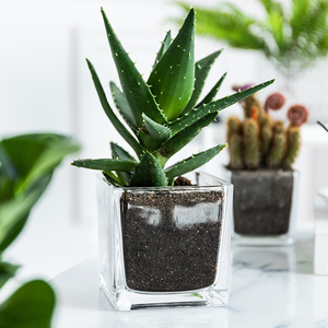 <span class=keywords><strong>Vase</strong></span> en verre clair soufflé à la main de haute qualité rectangulaire <span class=keywords><strong>carré</strong></span> Cube hydroponique pour mariage - Product Image 2