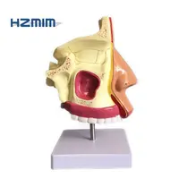 Nasale umana modello per la formazione medica, Cavità Nasale e gola Modello anatomico