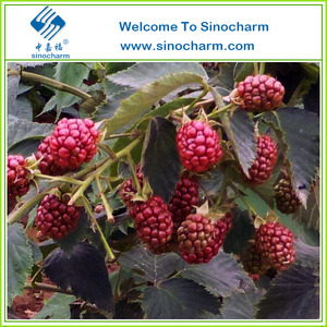 Groothandel Iqf Bessen/Raspberry/Bosbessen/