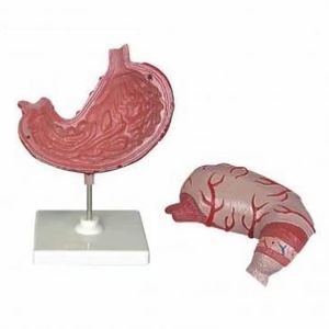 GelsonLab HSBM-270 estómago modelo tamaño-2 piezas de plástico estómago modelo anatómico estómago anatomía modelo - Product Image 2