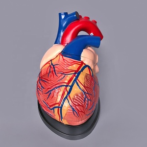 3D Anatomisi İnsan Kalbi Modeli Tıbbi PVC Anatomik Jumbo Manken Organ Modeli - Product Image 3