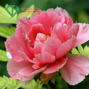 ¡Natural Paeonol 99% Cortex <span class=keywords><strong>Moutan</strong></span> P! Extracto de peonía - Product Image 3