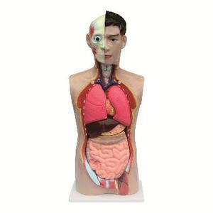 Gelsonlab من 12 جزءًا من الجنس البشري للعلوم الطبية - Product Image 1