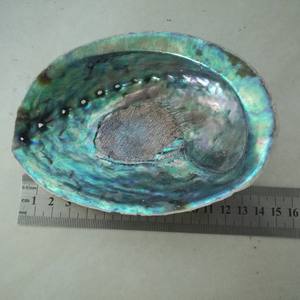 Buena calidad <span class=keywords><strong>de</strong></span> materias primas <span class=keywords><strong>de</strong></span> abulón paua shell en stock <span class=keywords><strong>de</strong></span> <span class=keywords><strong>concha</strong></span> <span class=keywords><strong>de</strong></span> abulón <span class=keywords><strong>de</strong></span> bajo precio - Product Image 6