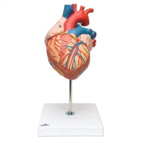 Human heart anatomic model