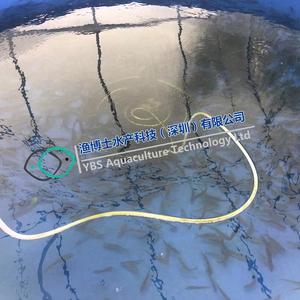 Sistema di acqua dolce per pesce persico crescere piantine ad alta densità di acquacoltura - Product Image 3