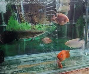 Diviseur en acrylique pour aquarium, réservoir de poissons, <span class=keywords><strong>10</strong></span>/29/30/40/55/75/120 gallons, planche d'isolation (ventouse non incluse) - Product Image 5