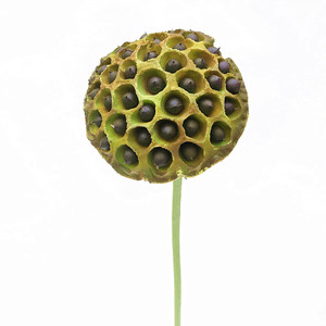 <span class=keywords><strong>Di</strong></span> alta qualità <span class=keywords><strong>di</strong></span> plastica artificiale <span class=keywords><strong>fiore</strong></span> <span class=keywords><strong>di</strong></span> loto giglio <span class=keywords><strong>di</strong></span> acqua per il giardino e decorazione della casa del <span class=keywords><strong>fiore</strong></span> - Product Image 5