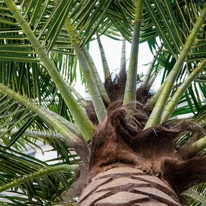 8m açık büyük simülasyon yapay yeşil ağaç hindistan cevizi sahte palm yapay palmiye ağacı yaprakları kapalı