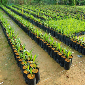 Bac de culture en plastique opp, poly noir, pots de plantes, sacs pour pépinière de légumes - Product Image 6