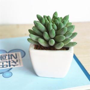 Mini Naturale Reale Decorativa Artificiale Piante Succulente - Product Image 4