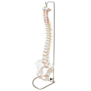 Modelo de Coluna Vertebral Flexível HSBM-104 - Modelo de Cordão Espinhal em Tamanho Real com Vértebras, Nervos, Artérias, Coluna Lombar e Pelve Masculina - Product Image 1