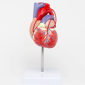GelsonLab HSBM-212 a grandezza naturale 2 parti di Modello Umano Del Cuore Medico delle materie plastiche modelli di cuore modello Umano Del Cuore con I vasi sanguigni - Product Image 1