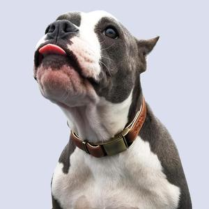 Toptan OEM Üretimi, Temel Klasik Lüks Yastıklı deri köpek tasması hızlı serbest bırakma Emniyet kemeri Tokası - Product Image 4
