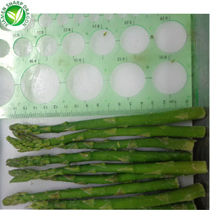 Venta al por mayor a granel IQF congelados espárragos para venta - Product Image 5