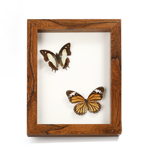 High Quality Custom <strong>butterfly</strong> Specimen Glass Photo Frame <strong>Wood</strong> Photo Frame Insect <strong>Decoration</strong> Desktop Display or <strong>Wall</strong> Hanging