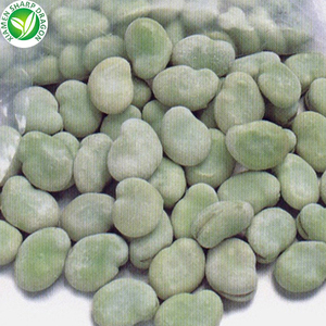 Verde a granel fresco IQF Fava pelados congelados <span class=keywords><strong>Broad</strong></span> Bean - Product Image 5