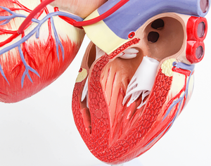GelsonLab HSBM-212 a grandezza naturale 2 parti di Modello Umano Del Cuore Medico delle materie plastiche modelli di cuore modello Umano Del Cuore con I vasi sanguigni - Product Image 6