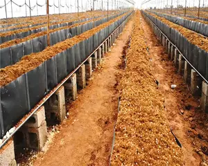 Coltivazione idroponica agricola in serra che trapiantano piantine di pomodoro in mangiatoie in pp coltivazione idroponica