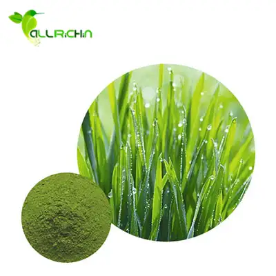Natrual Organic Barley Grass Juice Extract Powder With Best Price