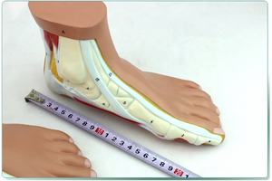 Di alta qualità del piede umano modello di Diversi modelli di <span class=keywords><strong>forma</strong></span> del piede - Product Image 4