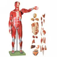 Model Otot Manusia dan Organ Internal Yang Dapat Dilepas/Organ Tubuh Manusia