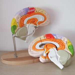 GelsonLab HSBM-173教育モデル用の高度な<span class=keywords><strong>PVC</strong></span>人間の脳モデル - Product Image 6