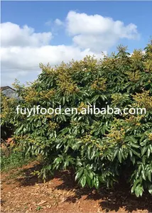 Cinese vendita calda fresh lychee/litchi/<span class=keywords><strong>lichee</strong></span> - Product Image 6