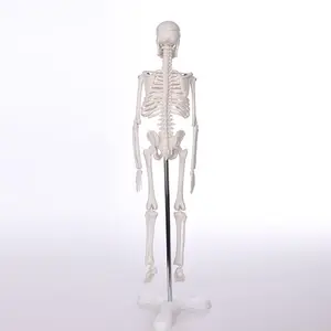 BIX-A1006 de cuerpo humano para la ciencia médica, esqueleto de hueso alto de 42CM, modelo de anatomía para entrenamiento de estudiantes