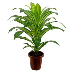 Nuovo Stile di Bonsai Artificiale Castagno di Malabar / Albero dei Soldi Finto per Decorazione - Product Image 1