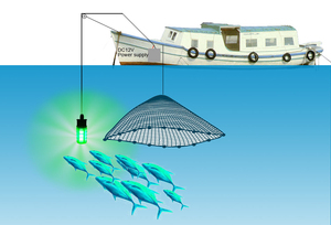 12 V Câu Cá Ánh Sáng SMD5630 LED Dưới Nước Cá Mồi Câu Cá Công Cụ Tìm Đèn - Product Image 2