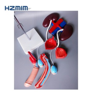 Mô Hình Hệ Thống Sinh Sản Nam Giới, Mô Hình Giải Phẫu Tuyến Tiền Liệt/Thận Và Mô Hình Vùng Chậu Nữ - Product Image 4