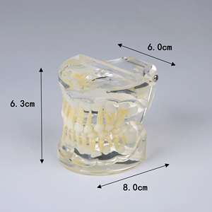 Modèle de dent standard pour bébé / Modèle anatomique avec dentition mixte - Product Image 2