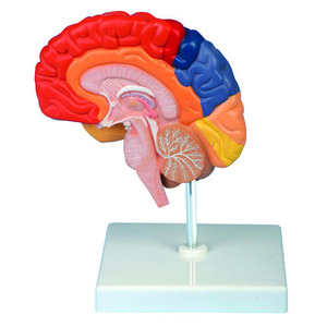 GelsonLab HSBM-175 Cao chất lượng Con Người Não Phải mô hình - Product Image 2