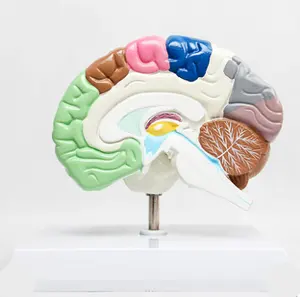 GelsonLab HSBM-174 고품질 인간의 오른쪽 뇌 모델 다른 기능 영역