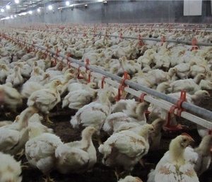 Calentador Eléctrico Portátil Infrarrojo <span class=keywords><strong>para</strong></span> Aves de Corral, <span class=keywords><strong>para</strong></span> Pollitos Bebés - Product Image 6