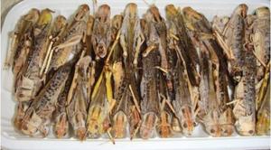 Granchiolo Congelato per Uso Animale, Trattamento per Rettili, Polli, Uccelli, Pesci e Anfibi - Product Image 4